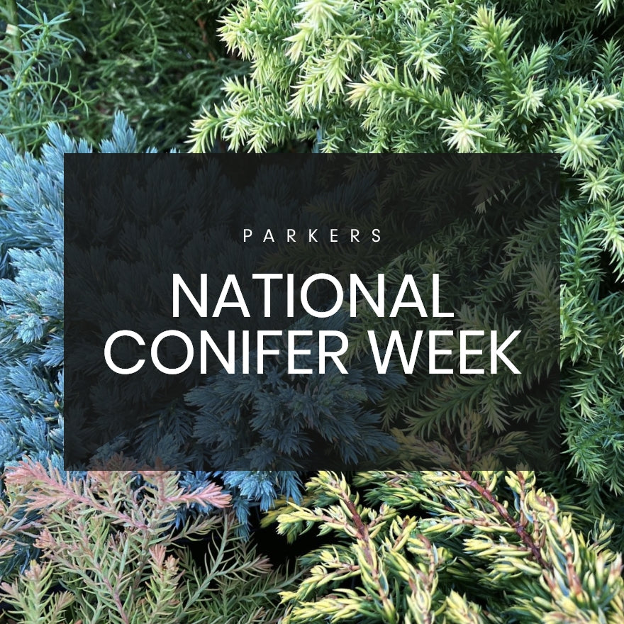 National Conifer Week