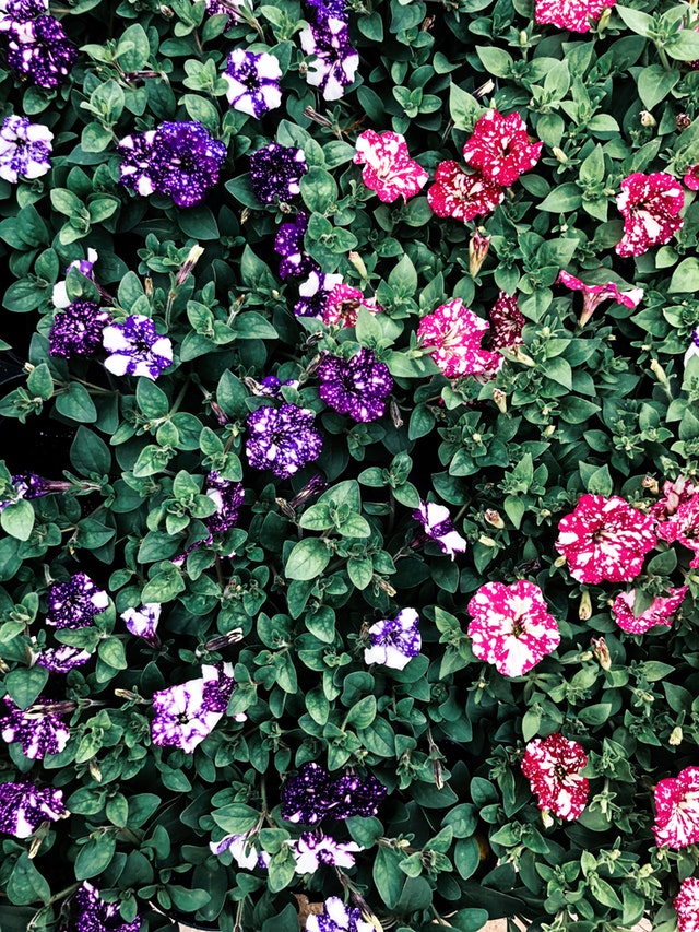 Plants - Parker's Garden Company